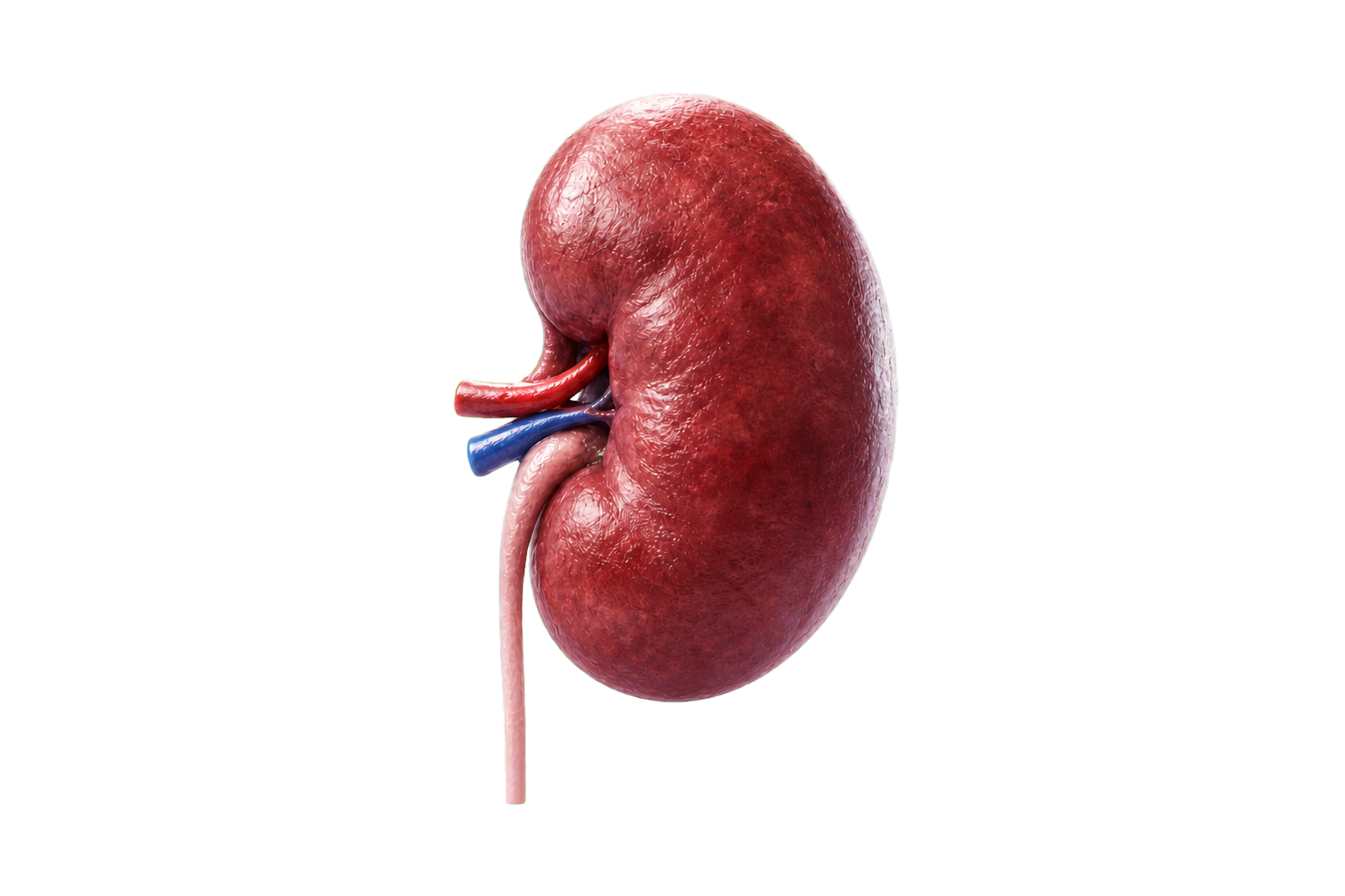 A medically realistic human kidney with renal blood vessels